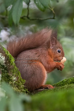 Red Squirrel Photography by Wildlife Photographer Neil Salisbury